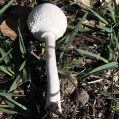 Macrolepiota dolichaula (Macrolepiota dolichaula) at Dunlop, ACT - 4 Apr 2020 by Jubeyjubes