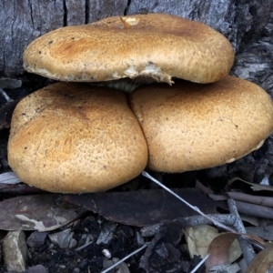 Gymnopilus junonius at Aranda, ACT - 4 Apr 2020