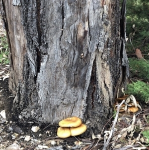 Gymnopilus junonius at Aranda, ACT - 4 Apr 2020