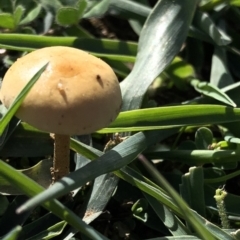 Unidentified Fungus at Aranda Bushland - 4 Apr 2020 by Jubeyjubes