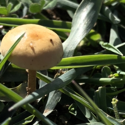 Unidentified Fungus at Dunlop, ACT - 4 Apr 2020 by Jubeyjubes