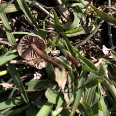 Unidentified Fungus at Aranda Bushland - 4 Apr 2020 by Jubeyjubes