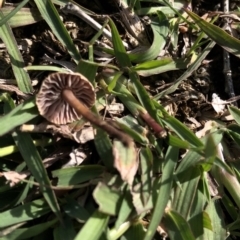 Unverified Fungus at Dunlop, ACT - 4 Apr 2020 by Jubeyjubes