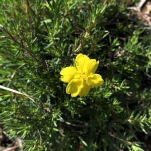 Hibbertia sp. at Dunlop, ACT - 4 Apr 2020