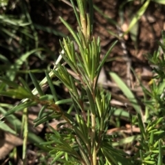 Hibbertia sp. at Dunlop, ACT - 4 Apr 2020