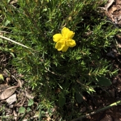 Hibbertia sp. at Dunlop, ACT - 4 Apr 2020