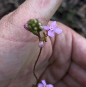 Stylidium graminifolium at Aranda, ACT - 4 Apr 2020