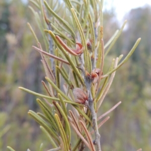 Bertya rosmarinifolia at Paddys River, ACT - 29 Dec 2019