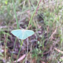 Chlorocoma dichloraria (Guenee's or Double-fringed Emerald) at Lower Boro, NSW - 5 Apr 2020 by mcleana