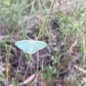 Chlorocoma dichloraria at Lower Boro, NSW - 6 Apr 2020