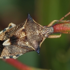 Oechalia schellenbergii (Spined Predatory Shield Bug) at West Belconnen Pond - 5 Apr 2012 by Bron