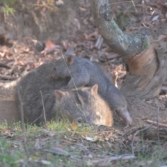 Vombatus ursinus (Bare-nosed Wombat) at Lower Boro, NSW - 20 Mar 2019 by mcleana