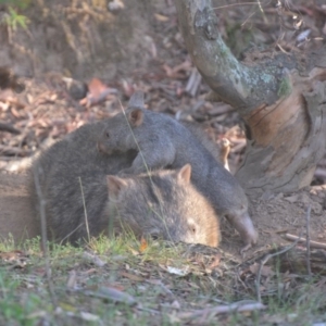 Vombatus ursinus at Lower Boro, NSW - 20 Mar 2019 12:00 AM