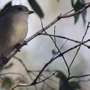 Pachycephala pectoralis at Lower Boro, NSW - 13 Jul 2019