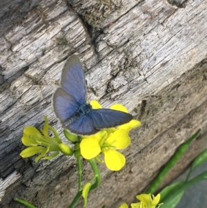 Zizina otis at Lower Boro, NSW - 4 Apr 2020 12:10 PM