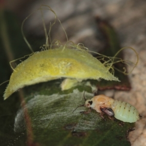 Creiis longipennis at Dunlop, ACT - 5 Apr 2012