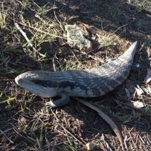 Tiliqua scincoides scincoides at Lower Boro, NSW - 15 Oct 2019