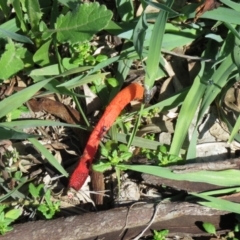 Phallus rubicundus (Phallus rubicundus) at Symonston, ACT - 5 Apr 2020 by SandraH