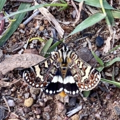 Apina callisto (Pasture Day Moth) at Wright, ACT - 5 Apr 2020 by AndrewCB