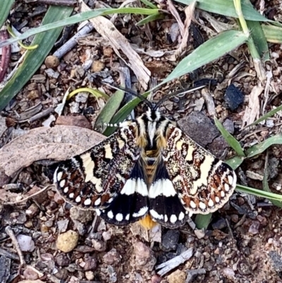 Apina callisto (Pasture Day Moth) at Wright, ACT - 5 Apr 2020 by AndrewCB