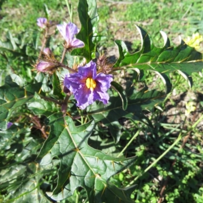 Solanum cinereum (Narrawa Burr) at Symonston, ACT - 6 Apr 2020 by SandraH