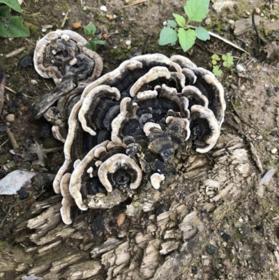 Trametes versicolor (Turkey Tail) at Pointer Mountain, NSW - 27 Mar 2020 by Tonifield