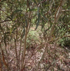 Eucalyptus mannifera at Hughes, ACT - 6 Apr 2020 12:02 PM