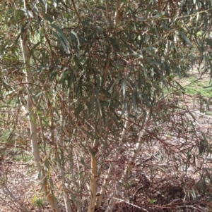 Eucalyptus mannifera at Hughes, ACT - 6 Apr 2020