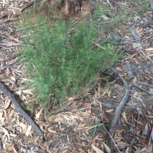 Cassinia quinquefaria at Hughes, ACT - 6 Apr 2020 12:07 PM