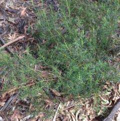 Cassinia quinquefaria at Hughes, ACT - 6 Apr 2020