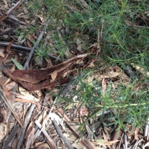 Cassinia quinquefaria at Hughes, ACT - 6 Apr 2020