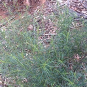 Cassinia quinquefaria at Hughes, ACT - 6 Apr 2020 12:07 PM