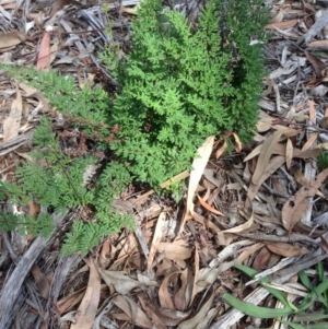 Cheilanthes sieberi at Hughes, ACT - 6 Apr 2020