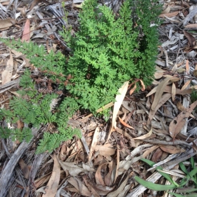 Cheilanthes sieberi (Rock Fern) at Hughes, ACT - 6 Apr 2020 by jennyt