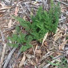 Cheilanthes sieberi at Hughes, ACT - 6 Apr 2020