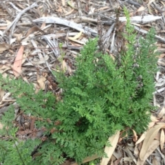 Cheilanthes sieberi at Hughes, ACT - 6 Apr 2020