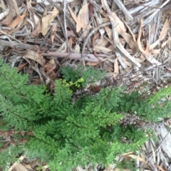 Cheilanthes sieberi at Hughes, ACT - 6 Apr 2020