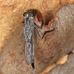 Neocerdistus acutangulatus (A robber fly) at Majura, ACT - 5 Apr 2020 by jbromilow50
