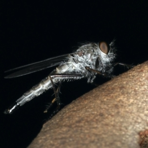 Neocerdistus acutangulatus at Majura, ACT - 5 Apr 2020