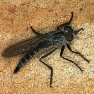 Neocerdistus acutangulatus at Majura, ACT - 5 Apr 2020