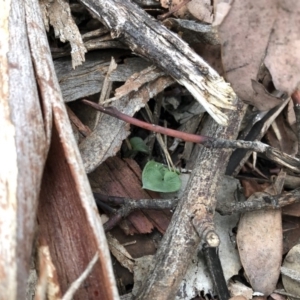 Acianthus collinus at Dunlop, ACT - 5 Apr 2020