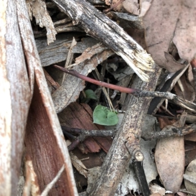 Acianthus collinus (Inland Mosquito Orchid) at Dunlop, ACT - 5 Apr 2020 by CathB