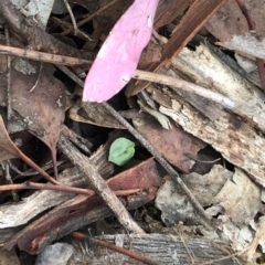 Acianthus collinus at Dunlop, ACT - 5 Apr 2020