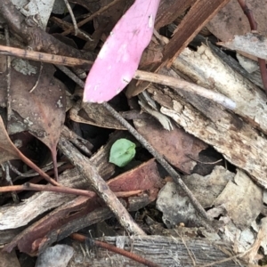 Acianthus collinus at Dunlop, ACT - 5 Apr 2020