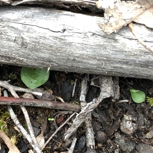 Corysanthes hispida at Point 4081 - suppressed