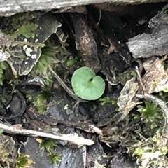 Corysanthes hispida at Point 4081 - suppressed