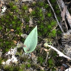 Glossodia major at Aranda, ACT - suppressed