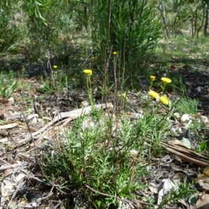 Rutidosis leptorhynchoides at Lake Burley Griffin West - 6 Apr 2020