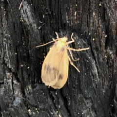 Threnosia heminephes (Halved Footman) at Aranda Bushland - 5 Apr 2020 by CathB