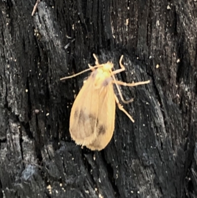 Threnosia heminephes (Halved Footman) at Aranda Bushland - 5 Apr 2020 by CathB